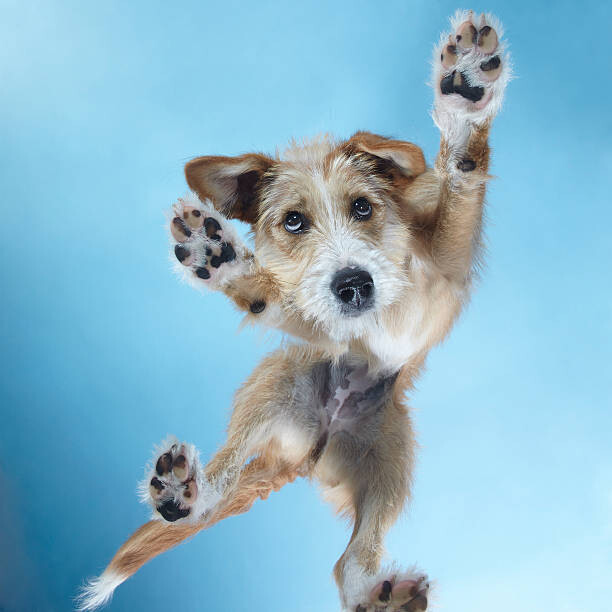 Fototapeta PuppyDance2