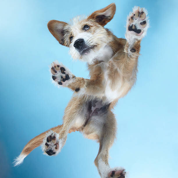 Fototapeta PuppyDance3