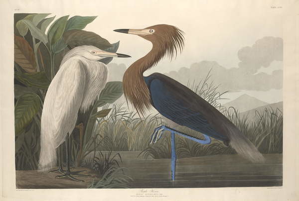 Fototapeta Purple Heron, 1835