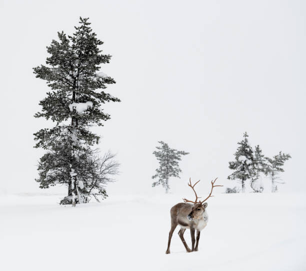 Fototapeta Reindeer standing in snow in winter