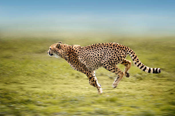 Fototapeta running cheetah