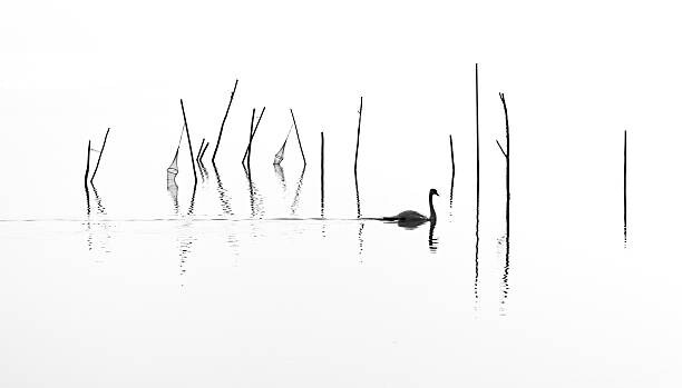 Fototapeta Silhouette of Swan swimming through fish
