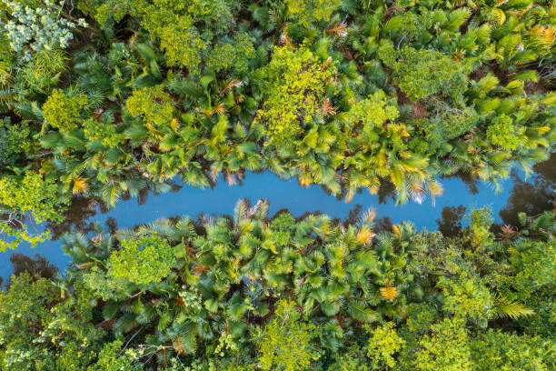 Fototapeta Small canal among lush mangrove forest