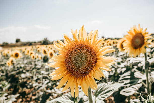 Fototapeta sunflowers in Italy