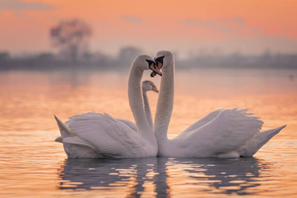 Fototapeta Swans floating on lake during sunset