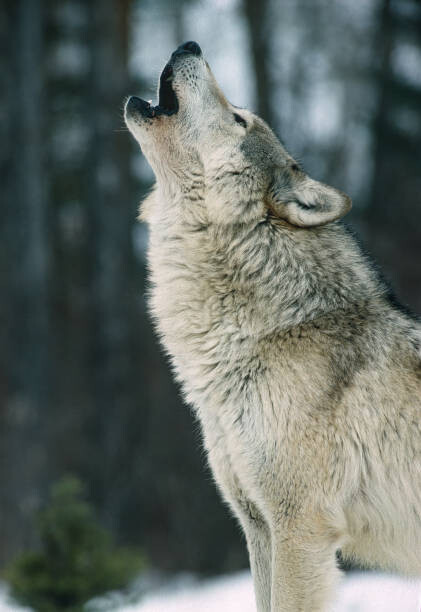 Fototapeta The Gray wolf, Canis lupus,