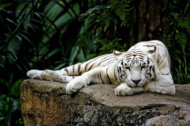 Fototapeta White tiger