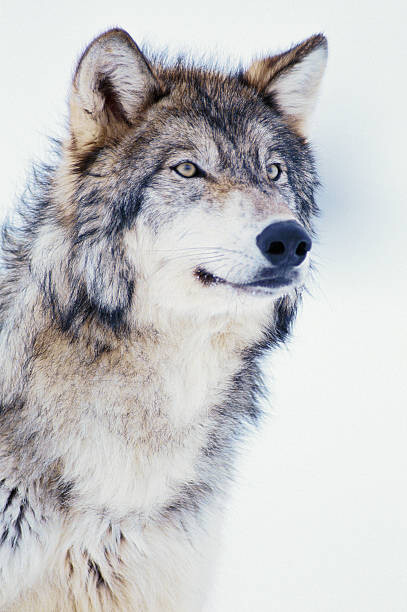 Fototapeta Winter Timber Wolf