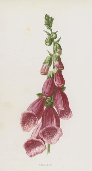 Tričko Foxglove