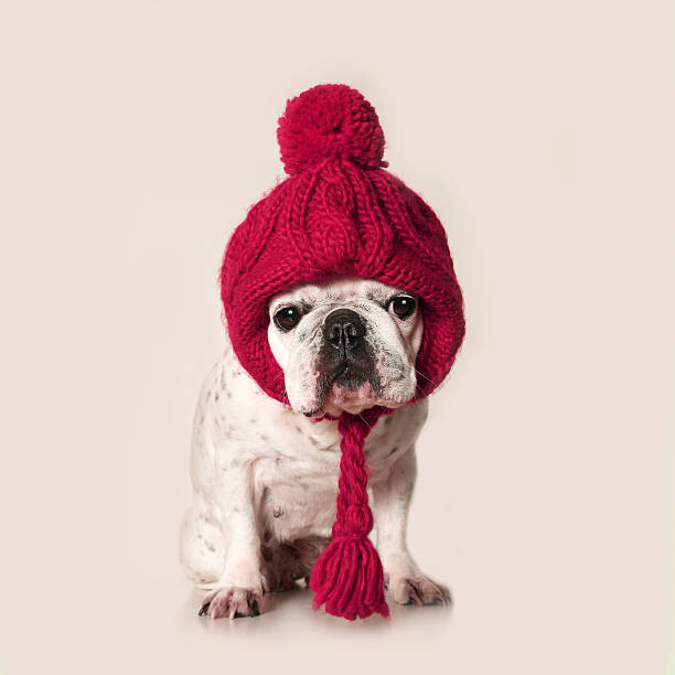 Samolepka French bulldog