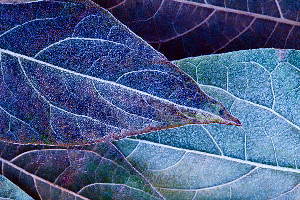 Sticker Frosty leaves