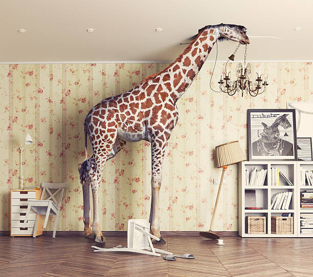 Tričko giraffe  in the living room