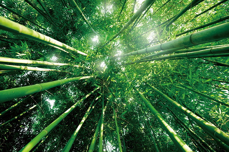 Glasbilder Bamboo Forest