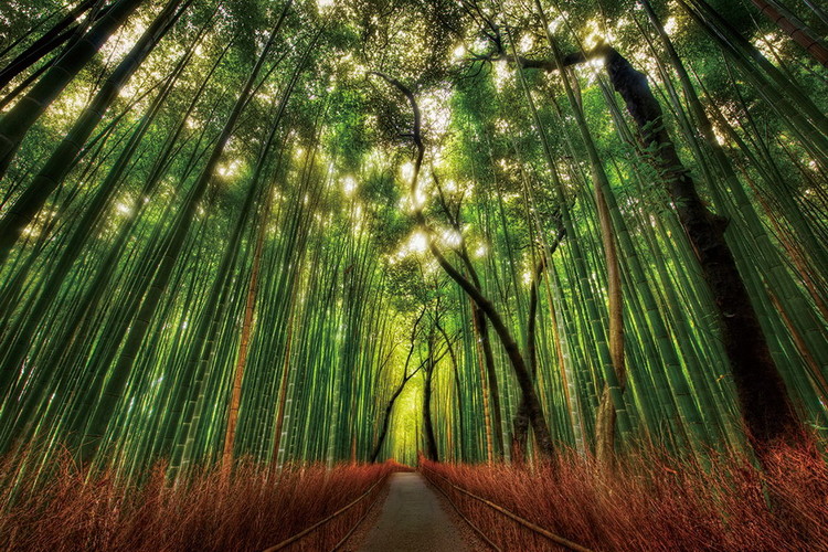 Glasbilder Bamboo Forest - Straight Path