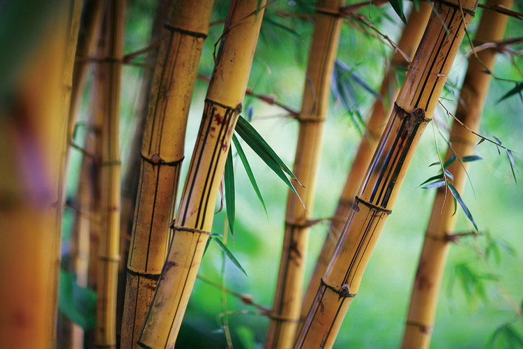 Glasbilder Bamboo - Fresh Nature