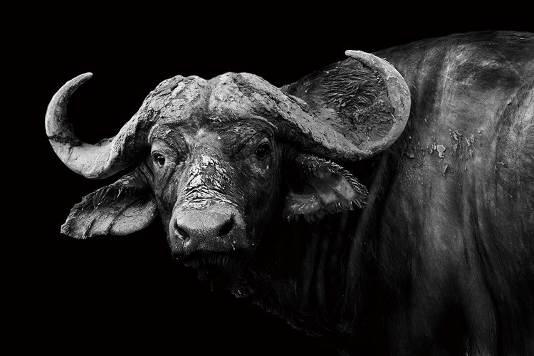 Glasbilder Bison - Black and White