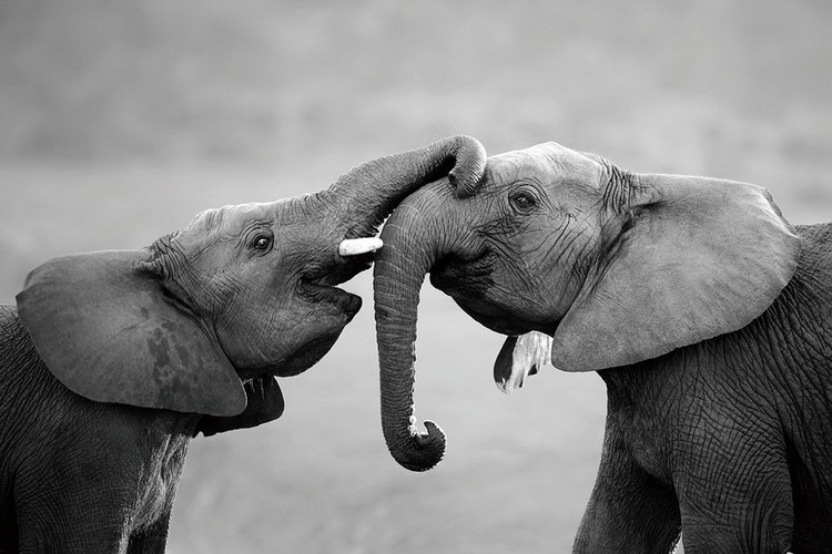 Glasbilder Elephant - Friends