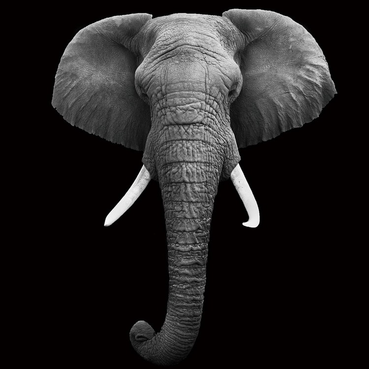 Glasbilder Elephant - Head b&w