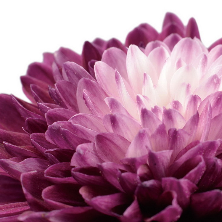 Glasbilder Flowers - Purple Gerbera