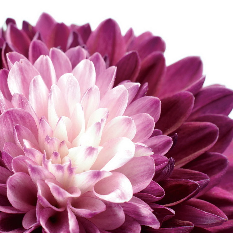 Glasbilder Flowers - Purple Gerbera