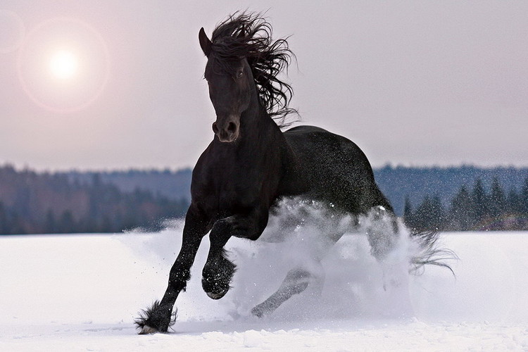Glasbilder Horse - Black Horse in the Snow