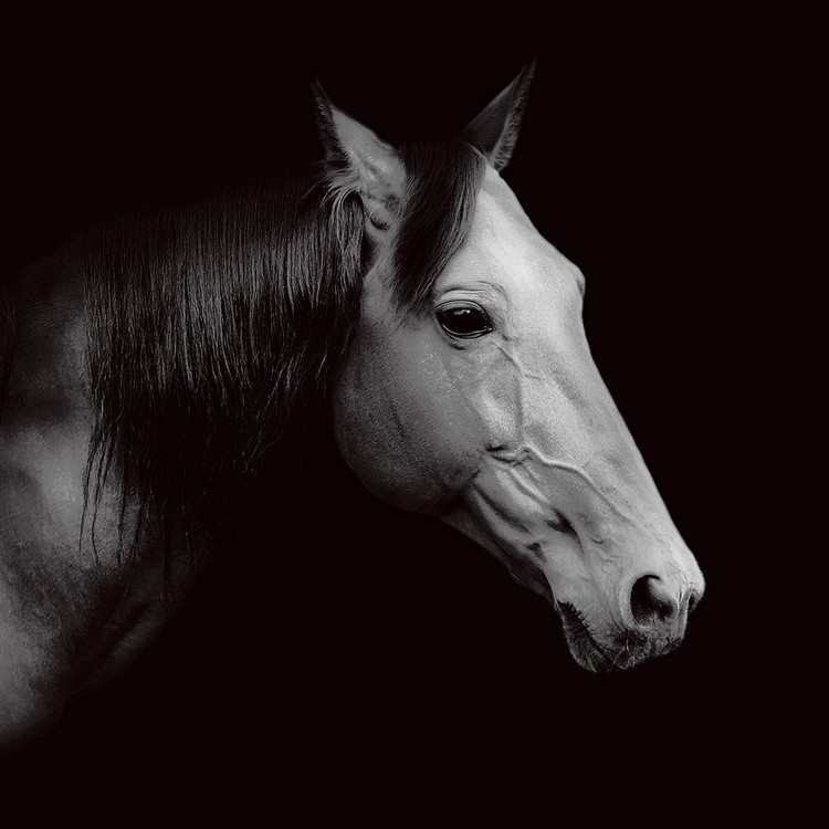 Glasbilder Horse - Head b&w