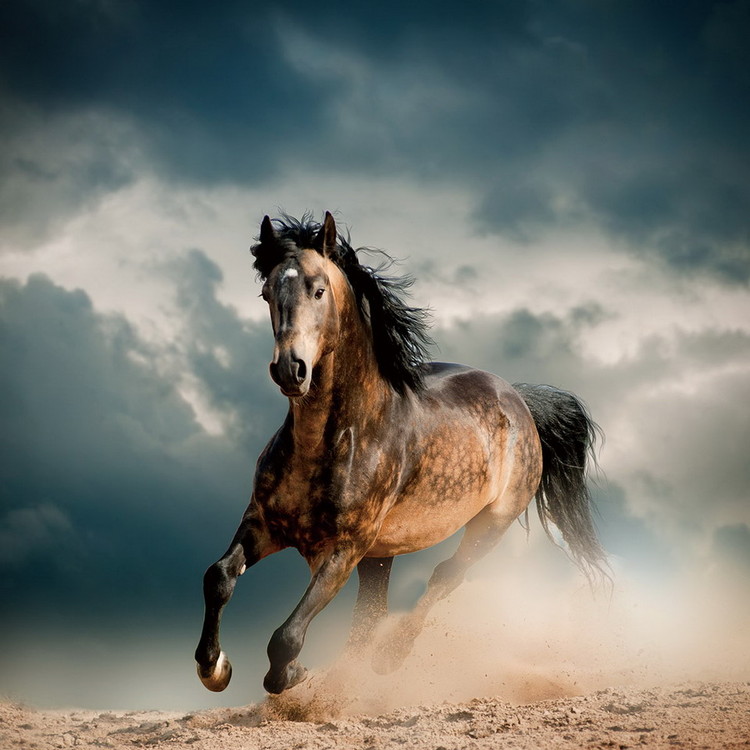 Glasbilder Horse - Running in the Dust