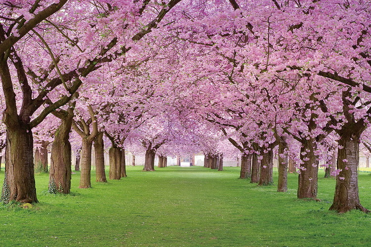 Glasbilder Pink Blossoms - Way