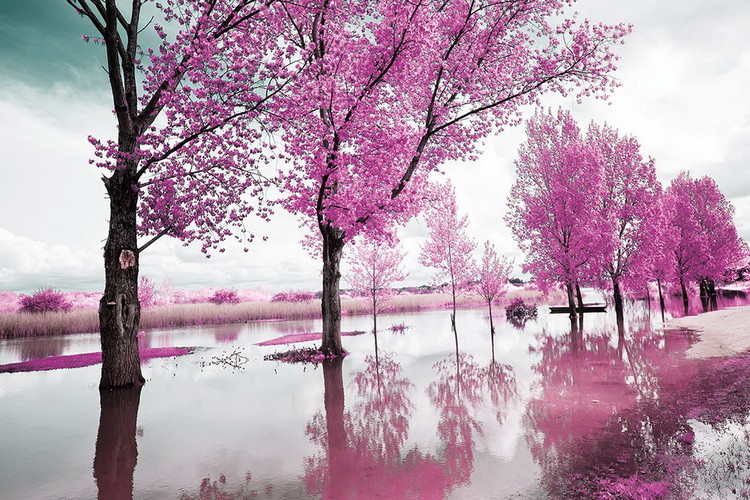 Glasbilder Pink World - Blossom Tree 1