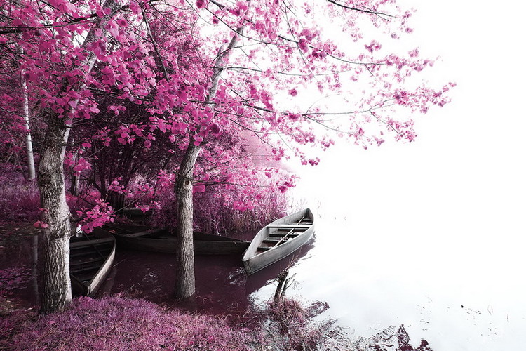 Glasbilder Pink World - Blossom Tree with Boat 2