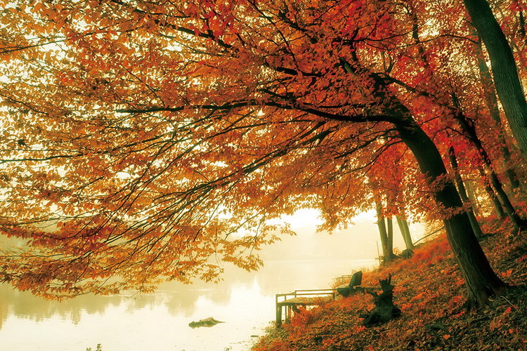 Glasbilder Tree - Colored Tree
