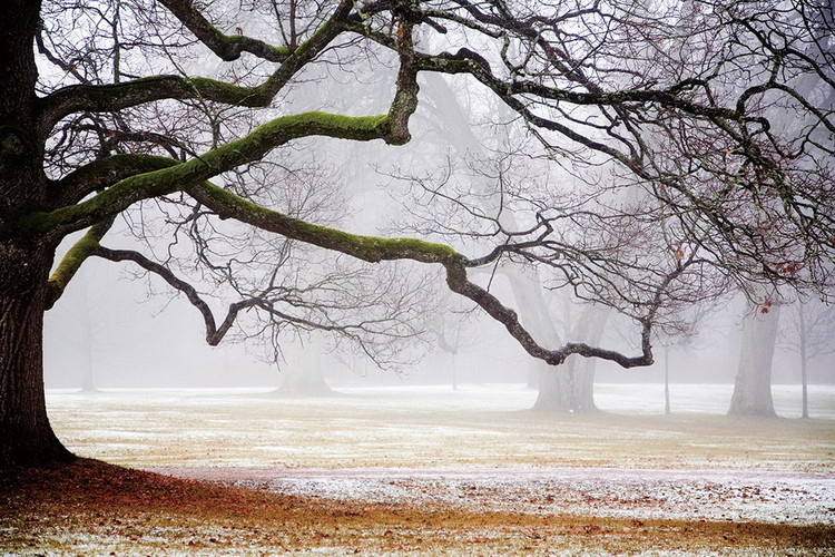 Glasbilder Tree in Mist