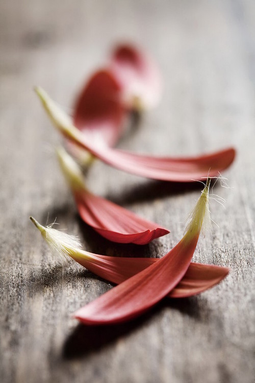 Glasbilder Zen - Red Leaves