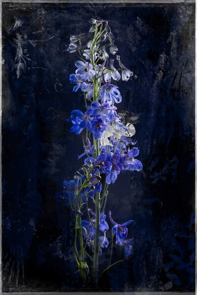 Tričko Gloaming, 2018