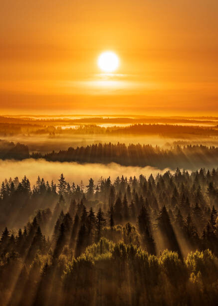 Samolepka Golden beautiful foggy forest sunbeams, Aulanko,