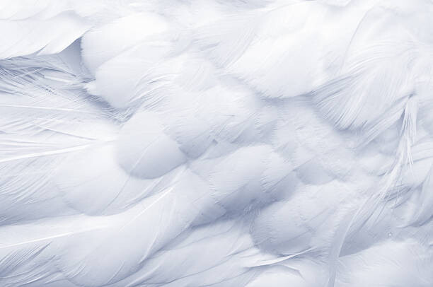 Adhesivo para pared Goose Feathers Background