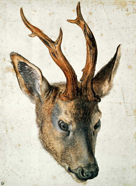 Samolepka Head of a Roe Deer