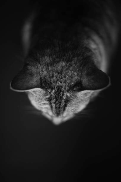 Tričko High angle view of a Silver