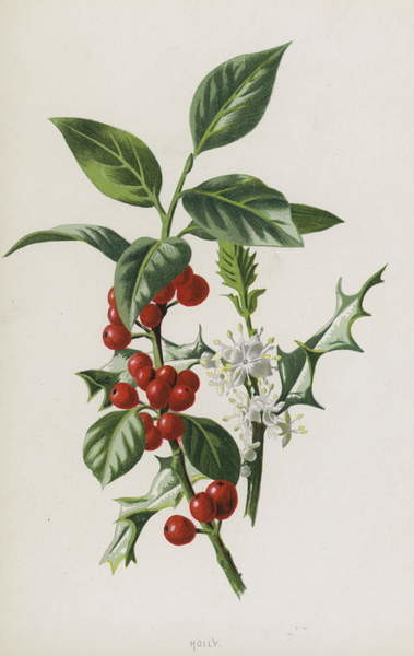 Samolepka Holly