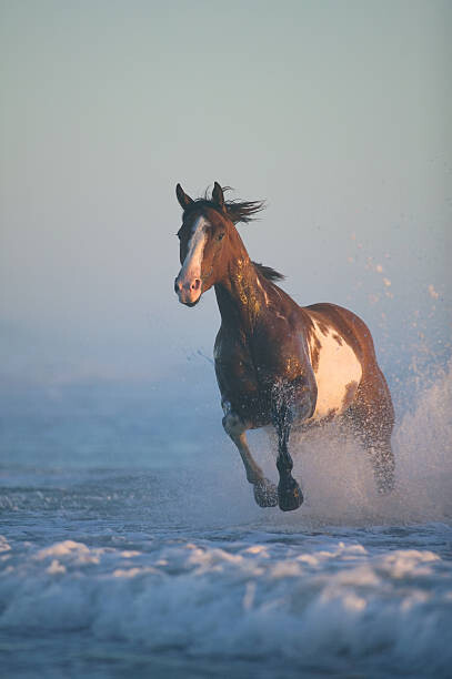 Samolepka Horse  running through surf, evening
