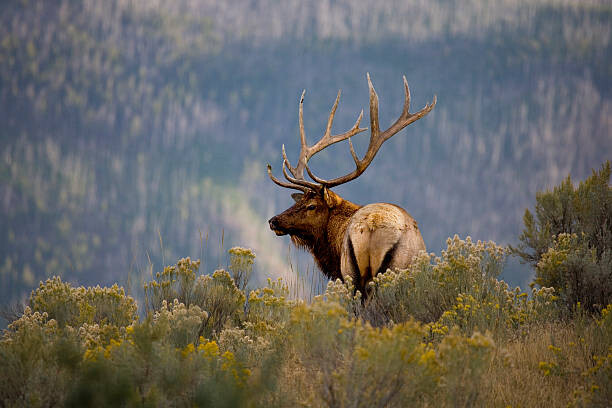 Samolepka Huge Bull Elk in a Scenic Backdrop