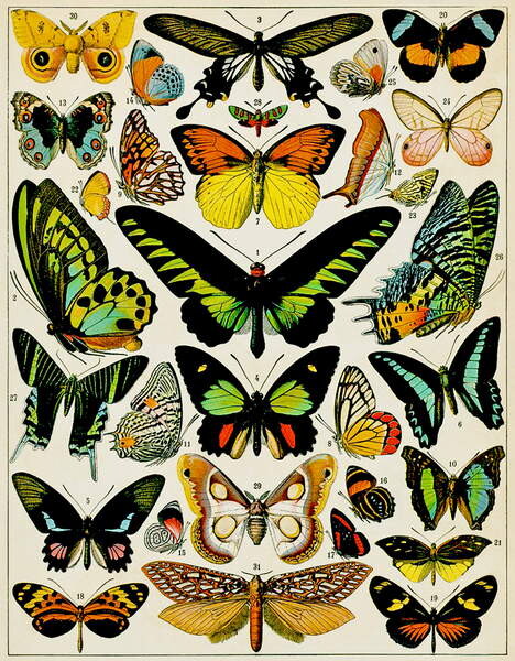Sticker Plakat Illustration of Butterflies and moths c.1923