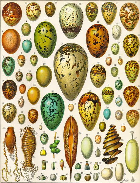 Póló Illustration of Eggs c.1923