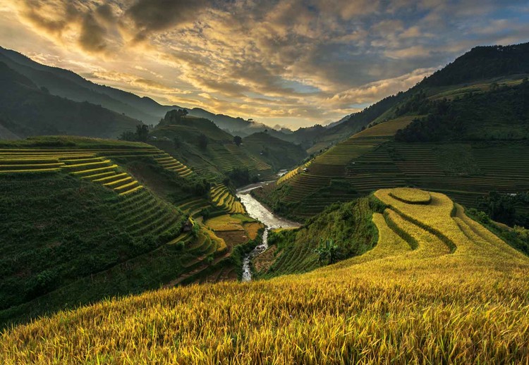 Fototapete, Tapete Rice Terrace In Vietnam bei Europosters