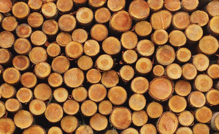Fototapeta Struktura dřeva, letokruhy
