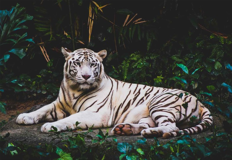 Tableau mural sur verre - White tiger