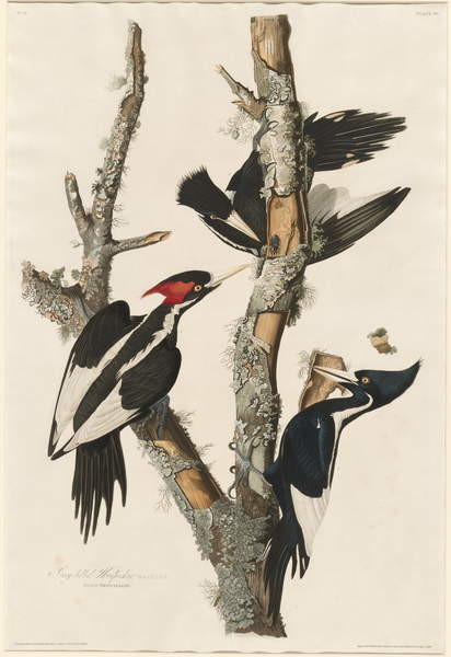 Sticker Plakat Ivory-billed Woodpecker, 1829