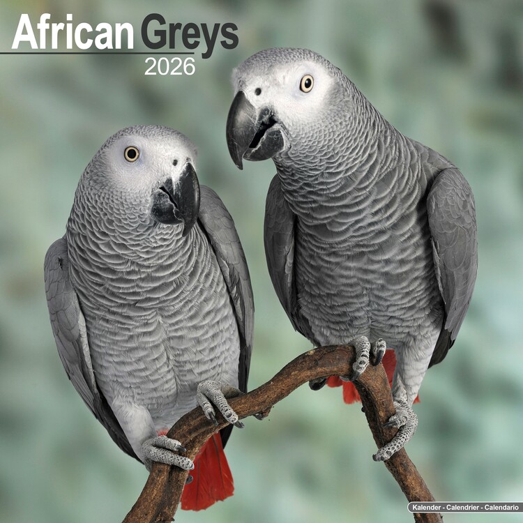 Kalendář 2026 African Greys