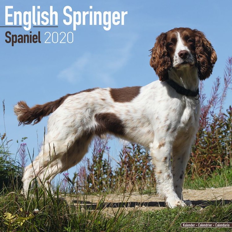 Kalendár 2024 Anglický Špringeršpaniel