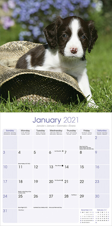 Kalendár 2024 Anglický Špringeršpaniel